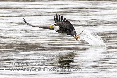 Bald Eagle Catching Fish